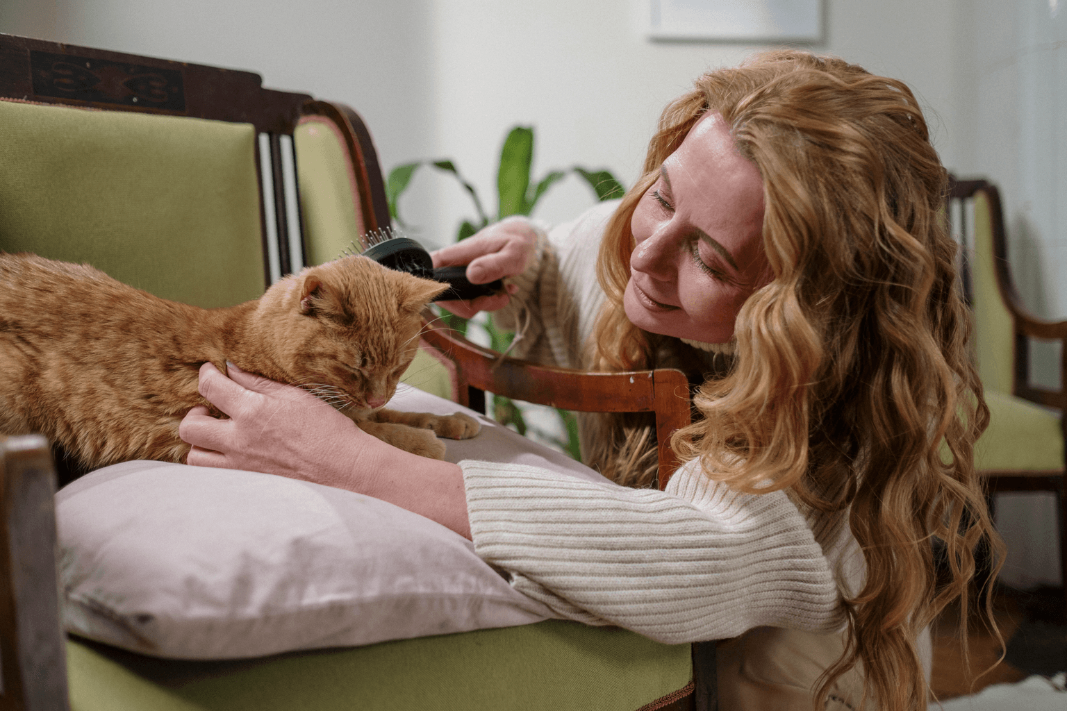 Chat brossé à la main par sa propriétaire dans un intérieur