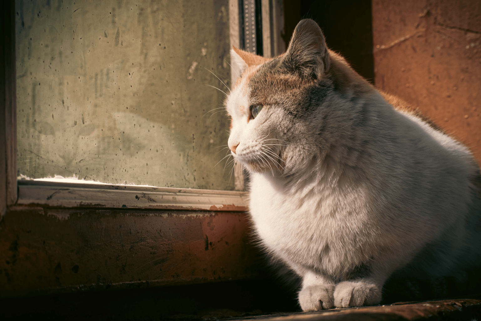 Chat passant par une chatière posée dans le bas d'une porte