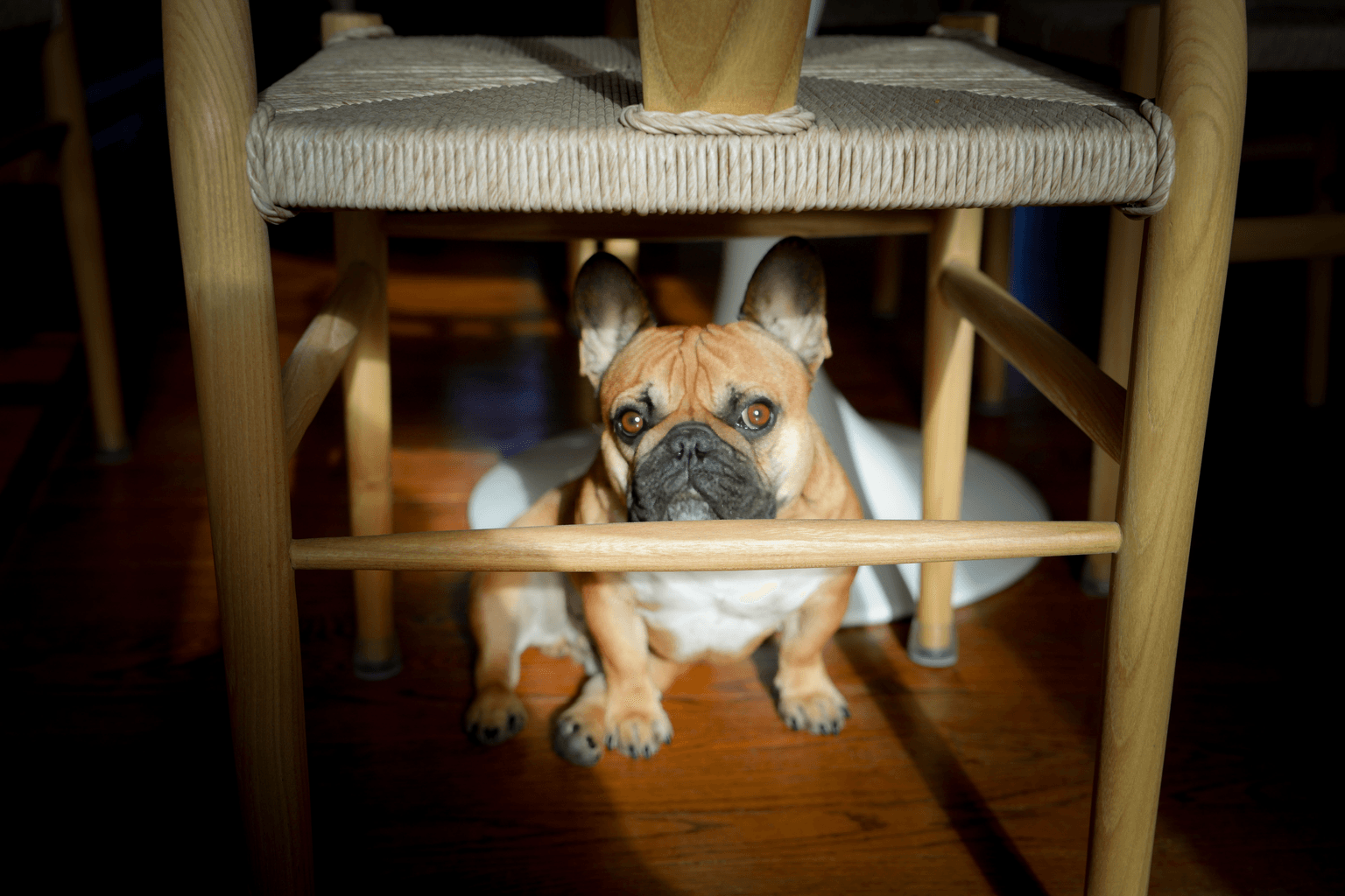 Bouledogue français réfugié sous une chaise dans une pièce sombre, le regard inquiet