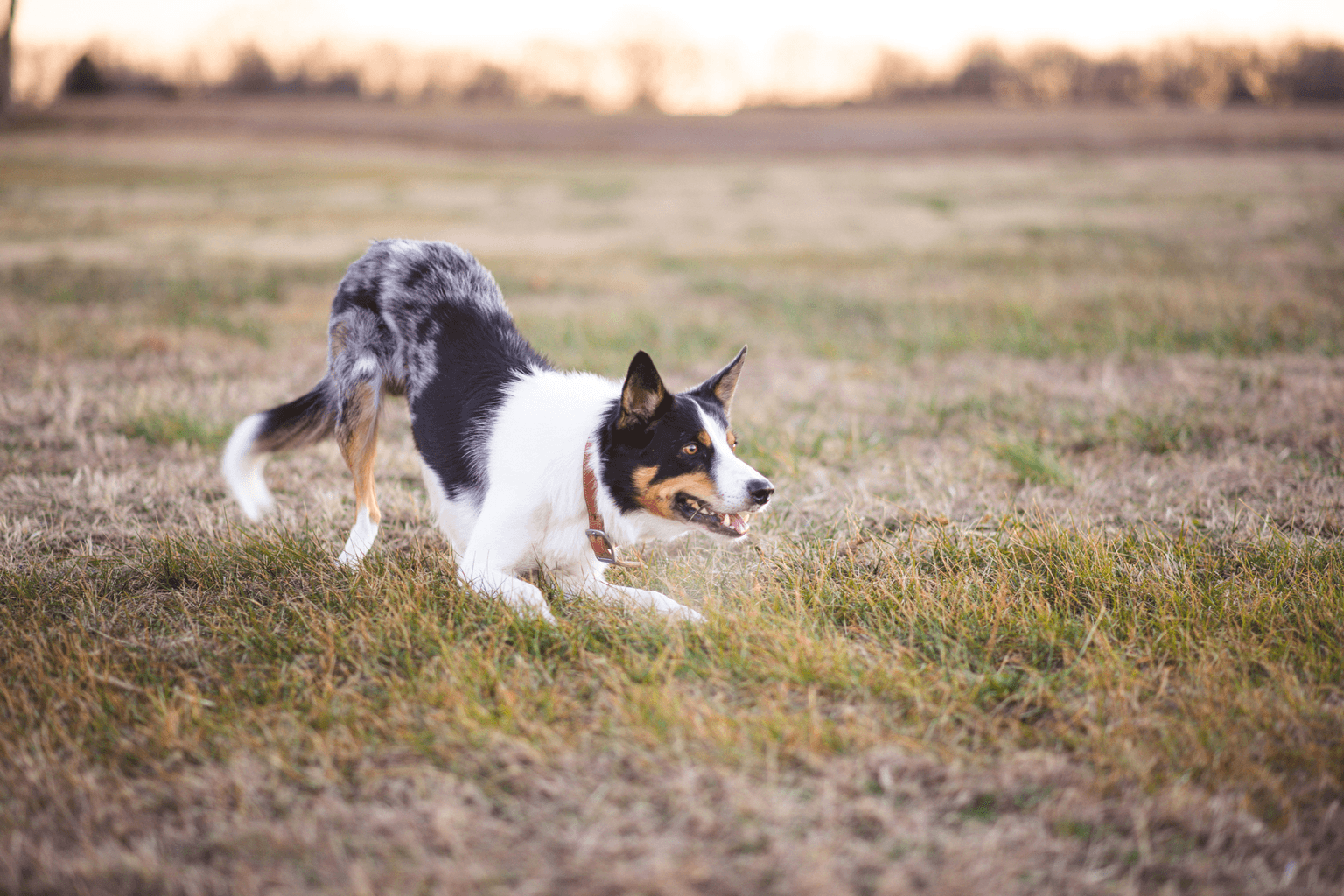 Chien courant dans un champ, un collier équipé d'un petit boîtier autour du cou