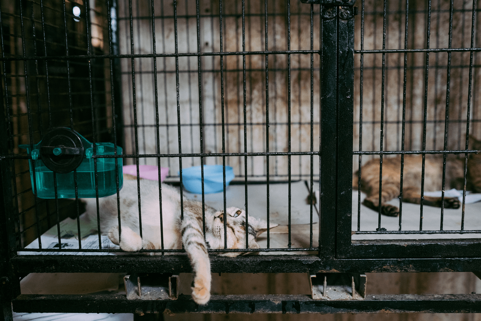 Chat installé dans une caisse de transport en plastique