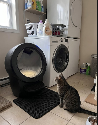 Litter-Robot 4 dans un appartement avec quatre chats autour de la machine